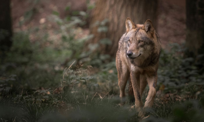 Einsamer Wolf Foto: Adobe Stock / Dennis